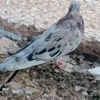 سرور