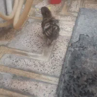 جوجه زبر زرنگ رسمی ۱۵۰