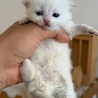 گربه ببریتیش سیلور