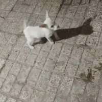 سگ پاگوتاه پشمالو