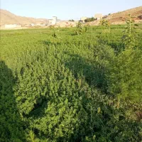 فروش یونجه خالص چین دوم