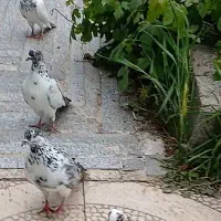 کبوتر گم شده ابی بیگلو