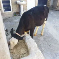گوساله نر