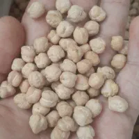 نخود بهاره دیم درشت