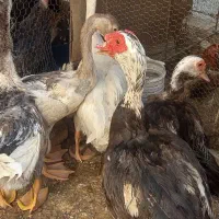 قوغاز و اردک خارجی