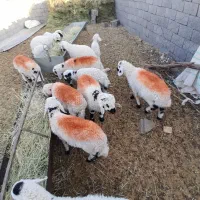 ۱۲عددگوسفند‌بره