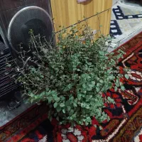 گل های قشنگ