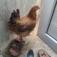 مرغ به نام حنایی