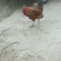 خروس
