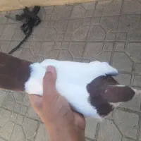 کفترخال نر مست