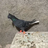 کلاغ دم سفید و خال