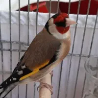 سهره نر قُلدر