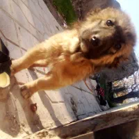 توله سگ ماده نژاد دار