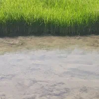 چلتک درجه یک