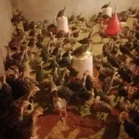 جوجه بوقلمون برنز یک ماهه و50روزه
