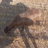 گوسفند
