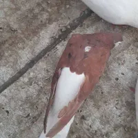 کبوتر