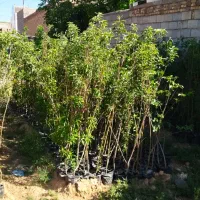 فروش زمین بالاتر از پلیسراه قدیم بجنورد