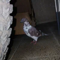 کبوتر جلد