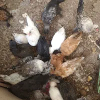 جوجه مرغ سلطان