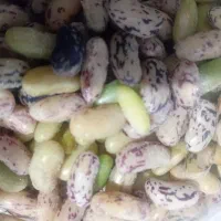باقلی پاک شده نیم کیلو ۲۵۰ یک کیلو ۵۰۰