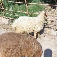 دوعدد بره نر