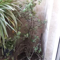 گلهای طبیعی
