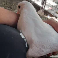 کبوتر