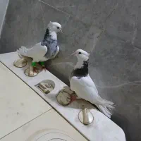 جفت طوقی
