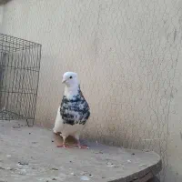 طوقی نر|پرنده|بستان آباد, |دیوار