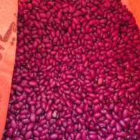 لوبیاقرمز لپه عدس لوبیاچیتی دستچین شده