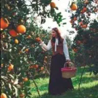باغ هلو پرمحصول با بار
