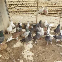 معاوضه کبوتر با سگ گله ای ..