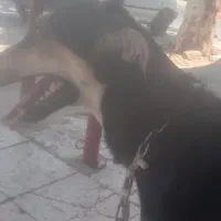سگ فروشی