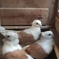 کفتر نقش زیبا