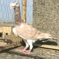 کاریر اصل