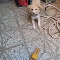 سگ پاکوتاه