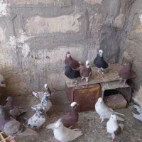 فروش ۱۶ عدد کفتر پرشی درجه یک