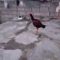 خروس لاری هنوز جوجه هستش