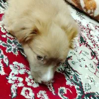 سگ پاکوتاه