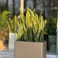 گلدان پلی اتیلن مدل باکس 80*50*30