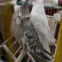 عروس هلندی