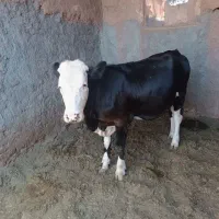حیوانات خانگی