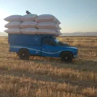 کاه درجه یک گندم