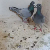 کبوتر سره ترکه زرد نرماده