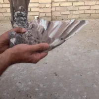 کوهی دورگ