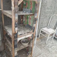جفت خان 4تایی کبوتر کف سرامیک