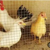 تخم نطفه دار زینتی