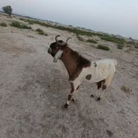کهره نر و پازن