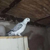 کبوتر معاوضه با بلدرچین
